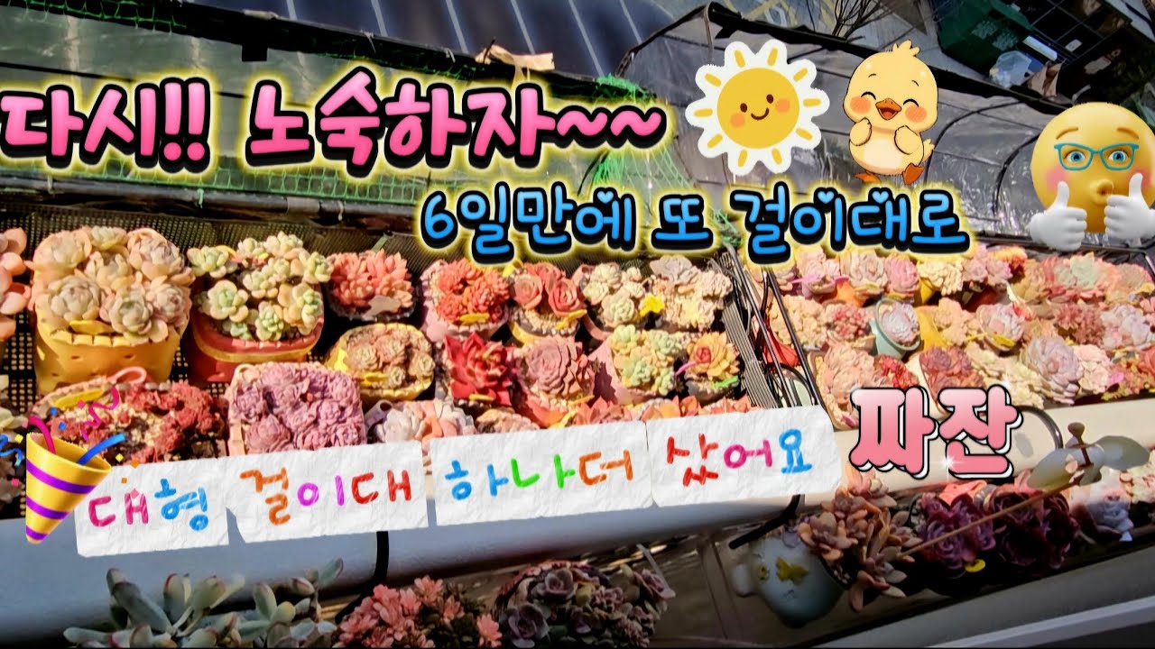 3.13.다시 노숙하자!!😗🌿대형걸이대 새로 구매했어요👍새테러 방지용 바람개비 추천👍노숙2일차✌️