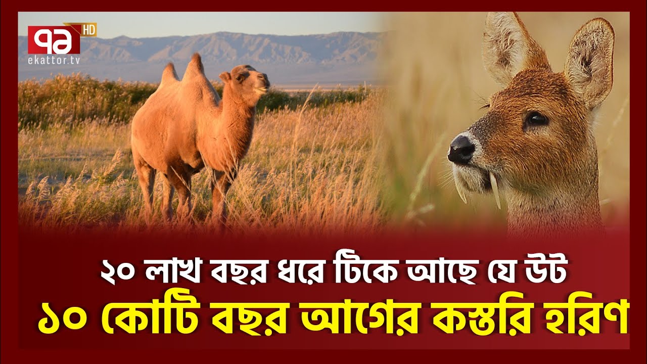 ১০, ১৫ বা ২৫ কোটি বছর আগের কোন প্রাণীরা এখনও টিকে আছে? | News | Ekattor TV
