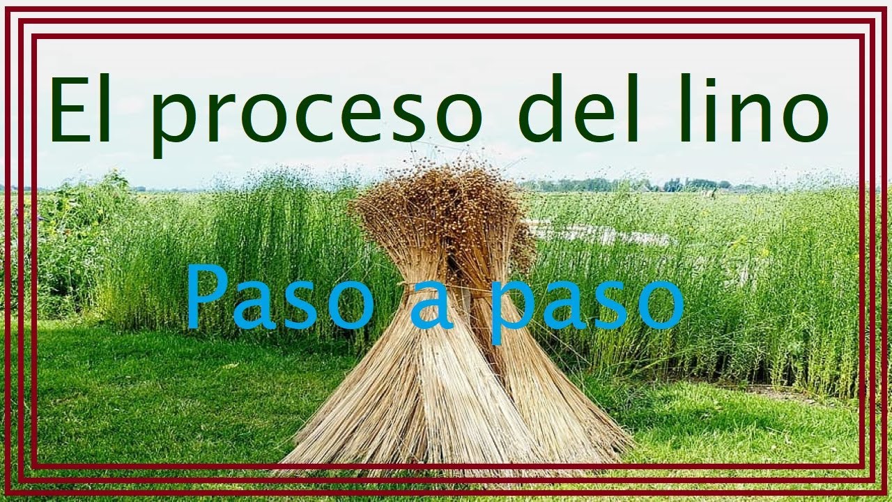 Proceso  del lino  ¡¡¡PASO A PASO!!!