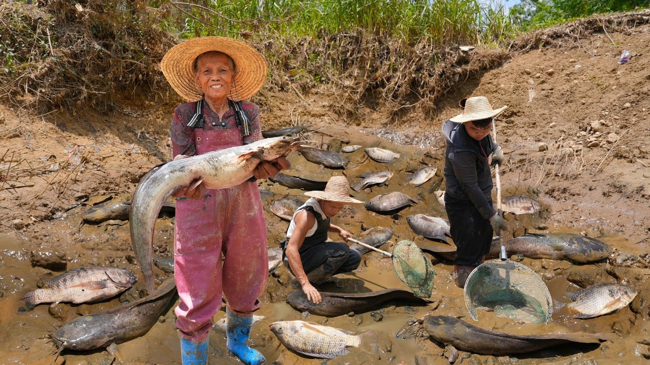Catching 200kg of wild catfish and cooking it up超大野生鯰魚，阿婆和孫子抓了200斤｜玉林阿婆