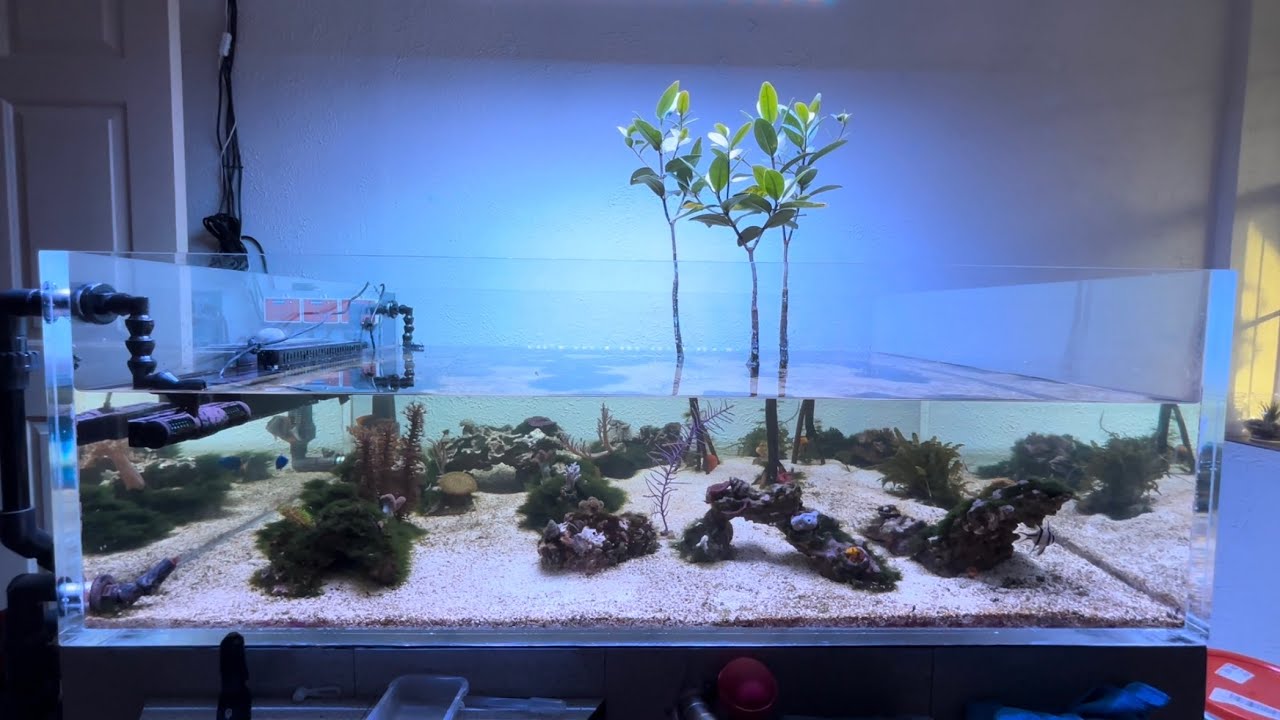 Mangrove Tank - 6 month update