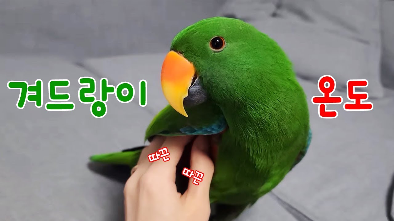 [지구젤리/일상] 앵무새 겨드랑이는 얼마나 따뜻할까?