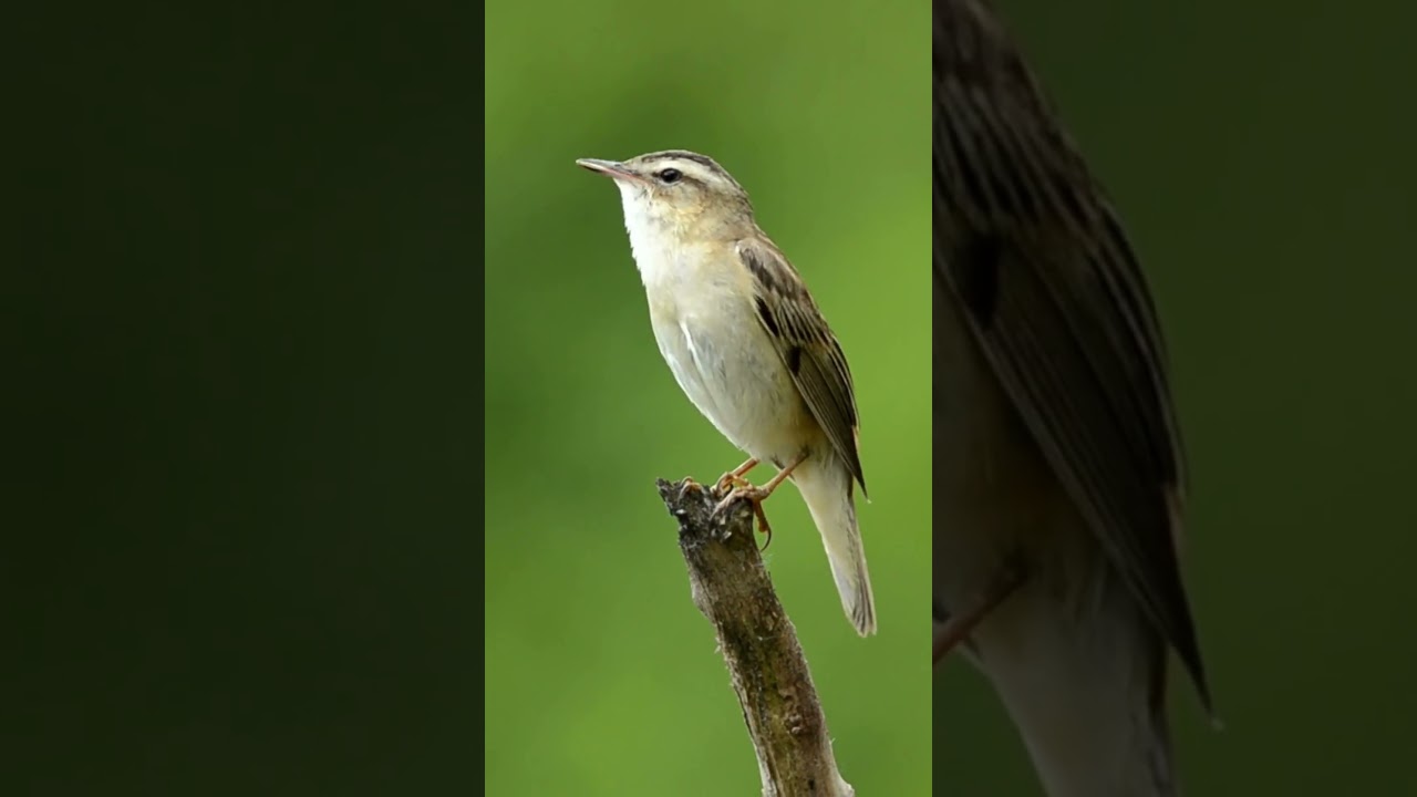 Warbler bird song | Birds Singing #shorts #viral #beaut #beautifulbirds #birdslover #birds #birdlife