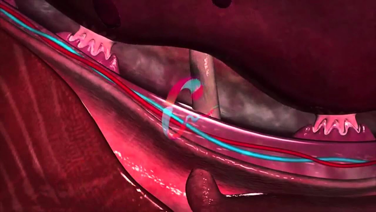 Datos Agrop. Retención de placenta en Bovinos - Animación en 3D