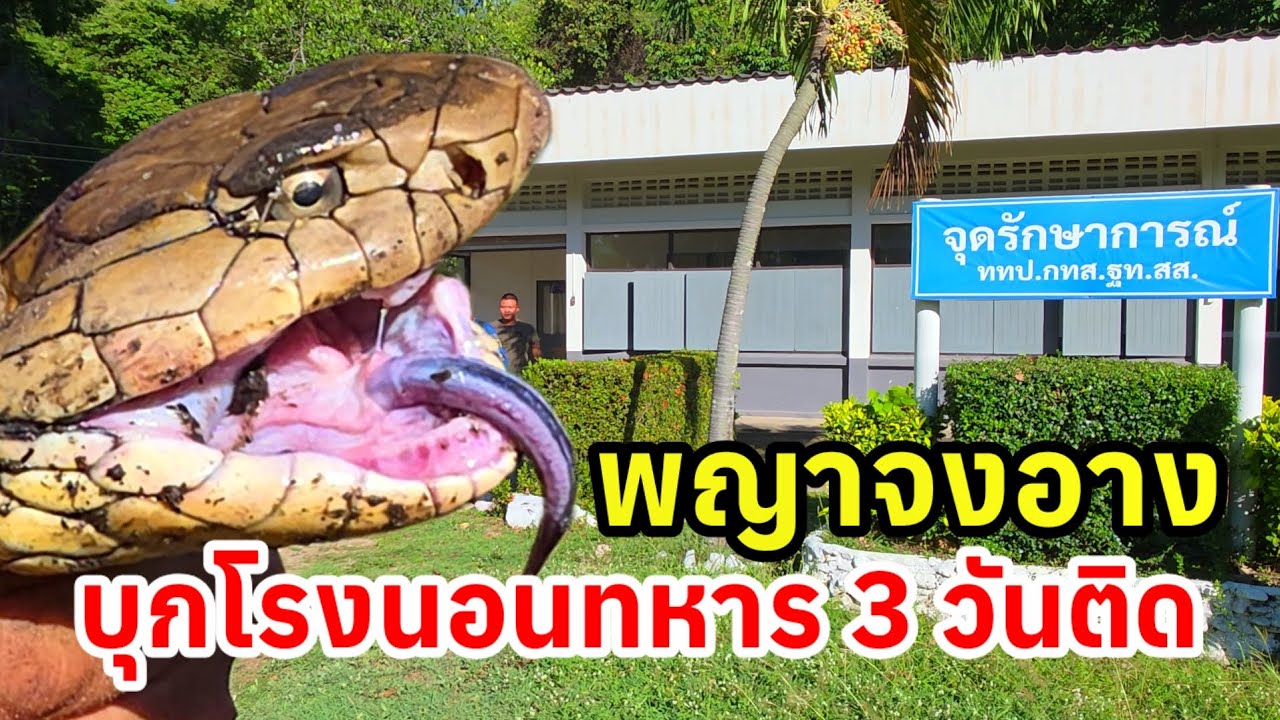 พญาจงอาง บุกโรงนอนทหาร 3 วันติด