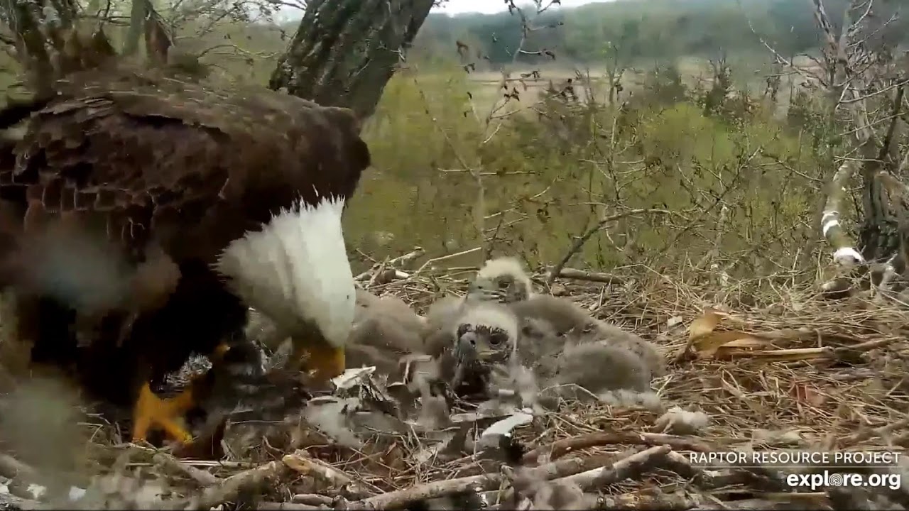 Decorah Eagles 4-29-20, 10 am DM2 delivers duck, Mom defeathers & feeds