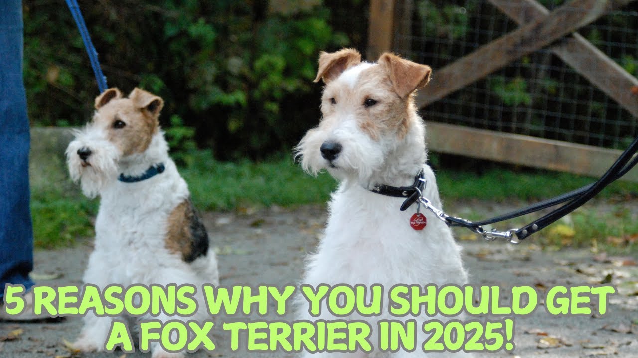5 причин завести фокстерьера в 2025 году! 🐾