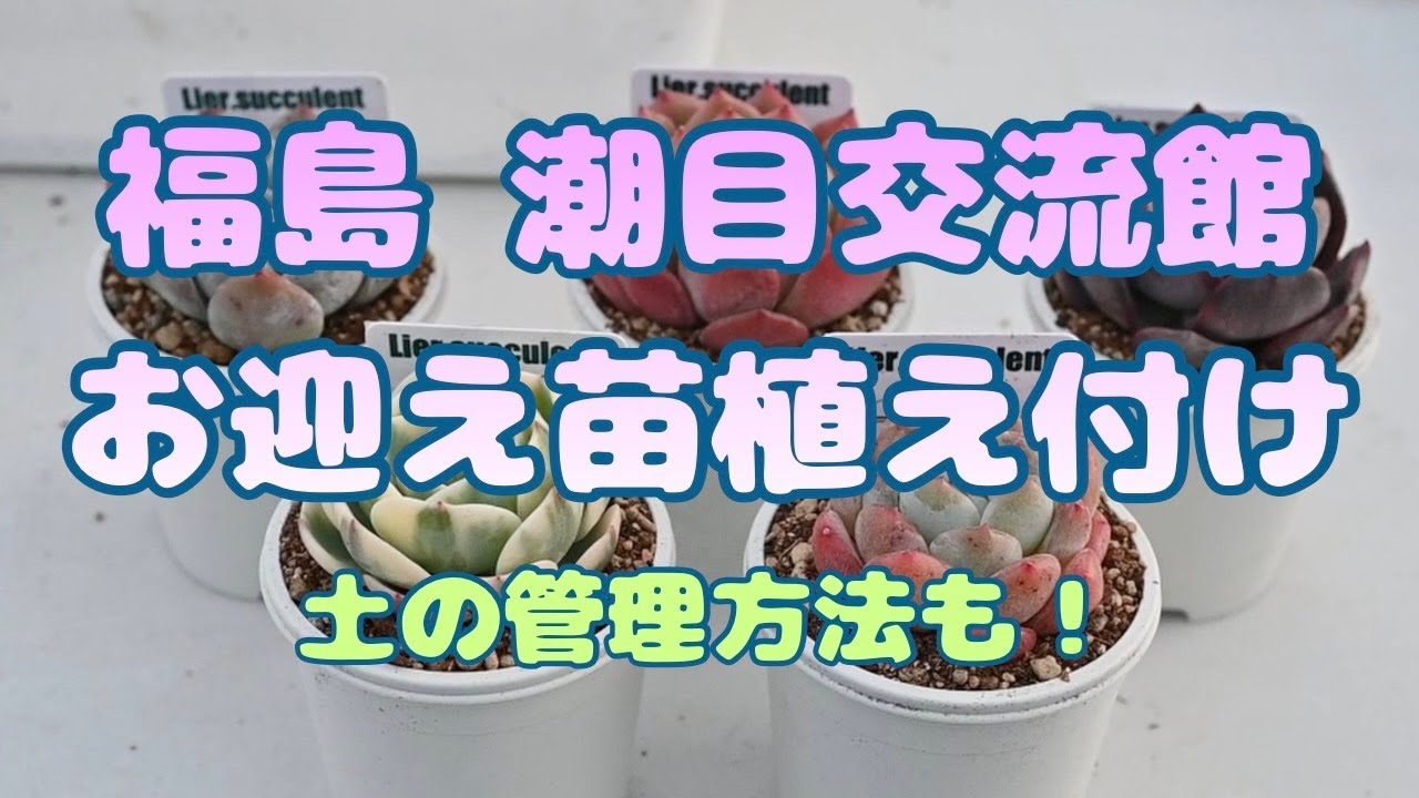 【多肉植物】お迎え苗植え付けと土の管理について！ 栃木の多肉生産者 マジッククラウン