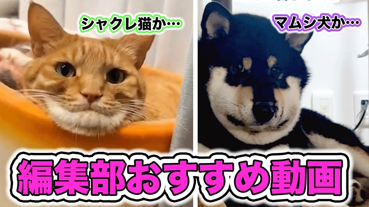 【大好き16選】編集部オススメ動画たちvol.5｜PECO