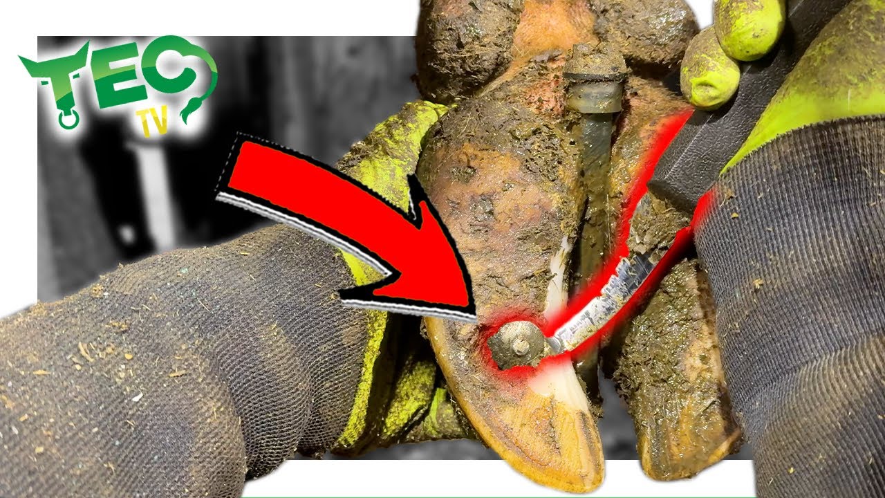 EXTRACTING CROOKED NAIL from COW'S Hoof, Storm Aftermath | TEC TV