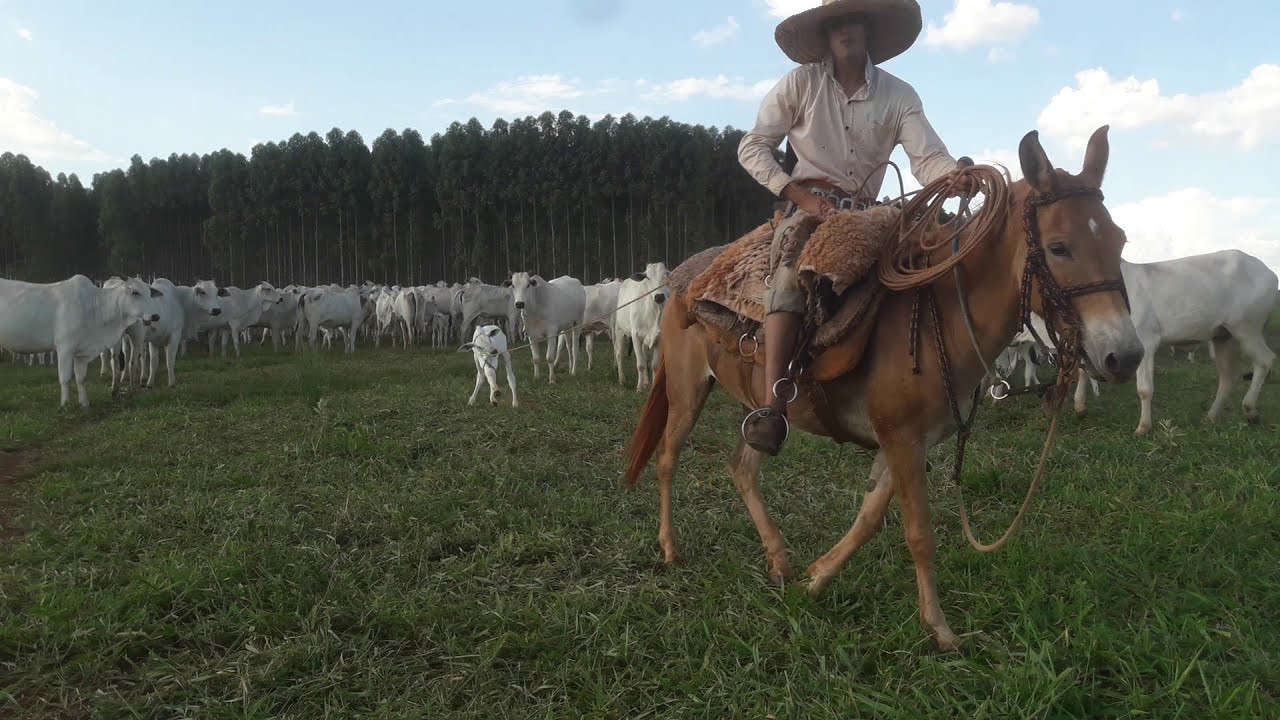 Pegando bezerro pra curar ,muita laçada espetacular!!!!