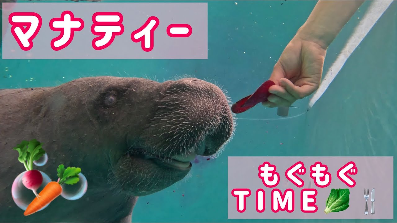 マナティーもぐもぐTIME🥬🍴