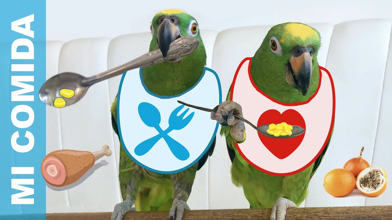 Loros comiendo como humanos. | Parrots eating like humans.