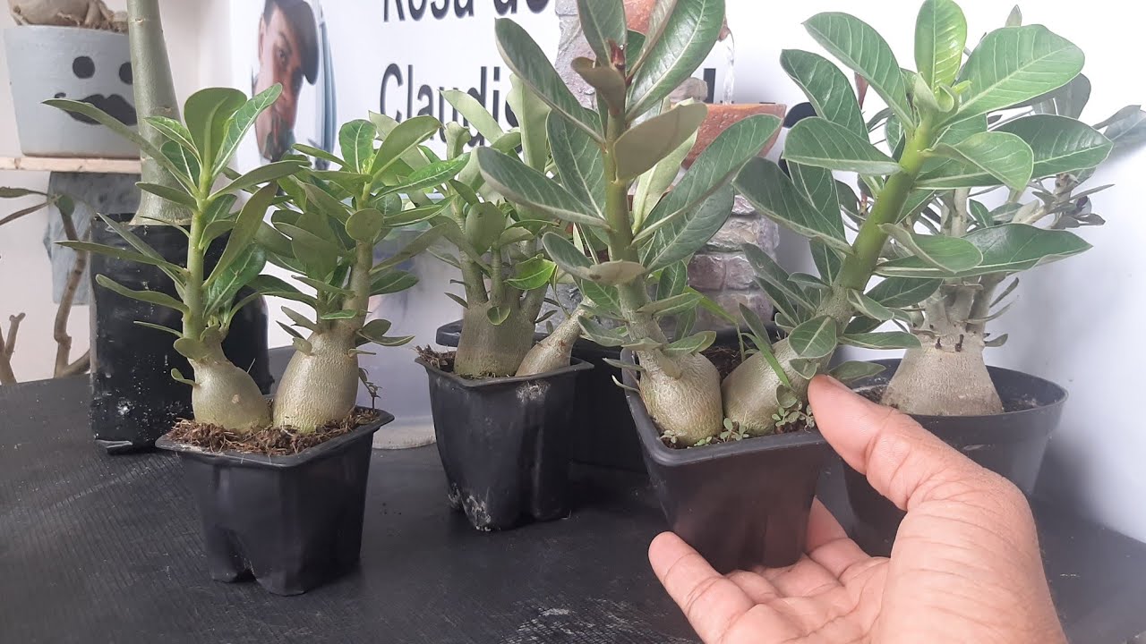 Como fazer uma muda de rosa do deserto ficar gordona com apenas 3 truques simples