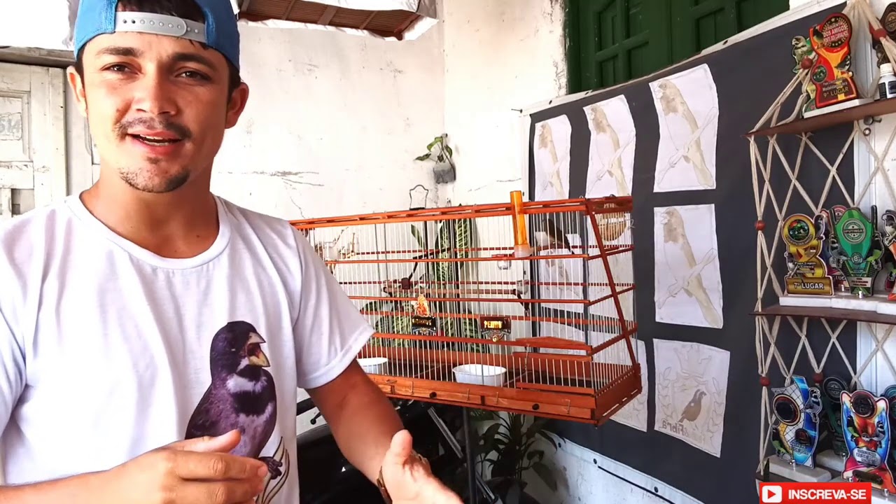 NUNCA MAIS SEU PÁSSARO ARRANCAR PENA SOLUÇÃO PEDRO DO PAPA CAPIM