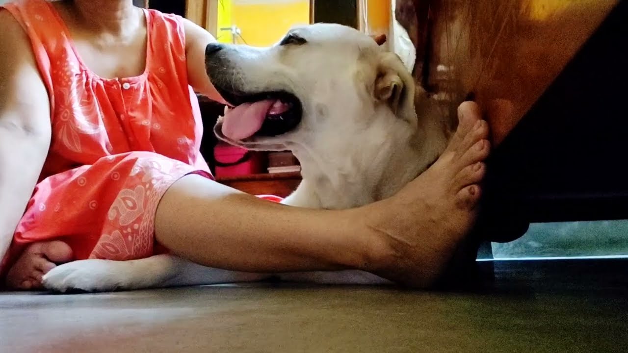 My Pet 🐕 Is So Cute 🥰🥰🥰