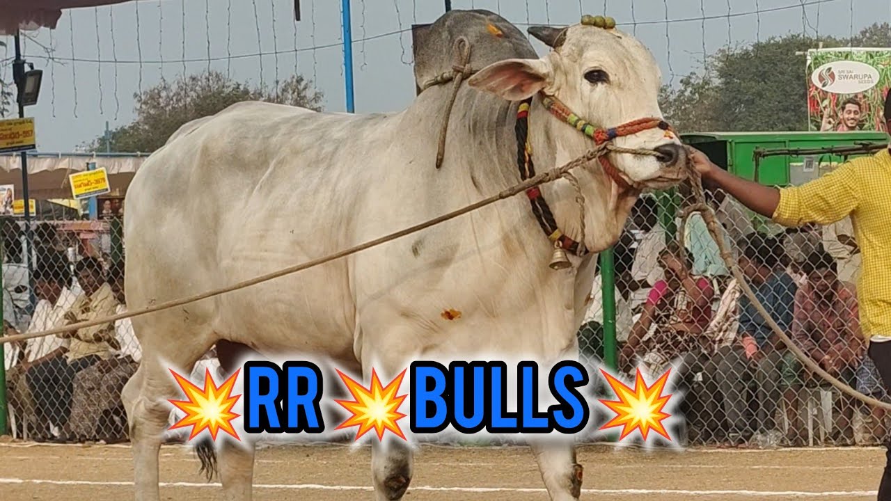 రెంటచింతల గ్రామం సబ్ జూనియర్ విభాగం 💥 8వ జత 💥RR BULLS 💥