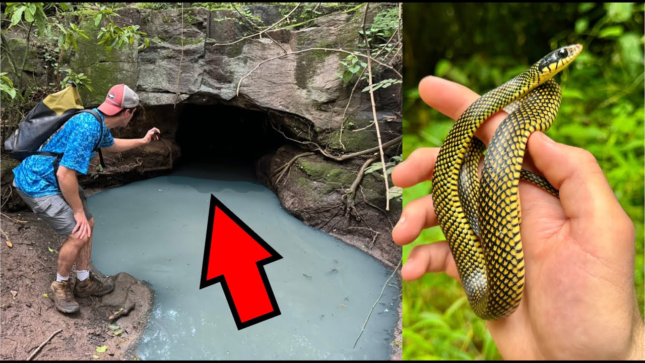 Exploring Jungle Caves and Finding COLORFUL Snakes!