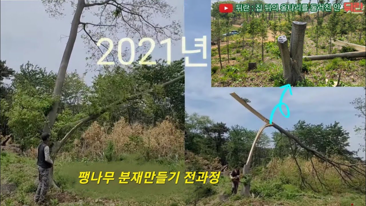 뒤란에서 팽나무 분재 만드는 전과정 입니다 #뒤란 #팽나무 #조경 #디벨론