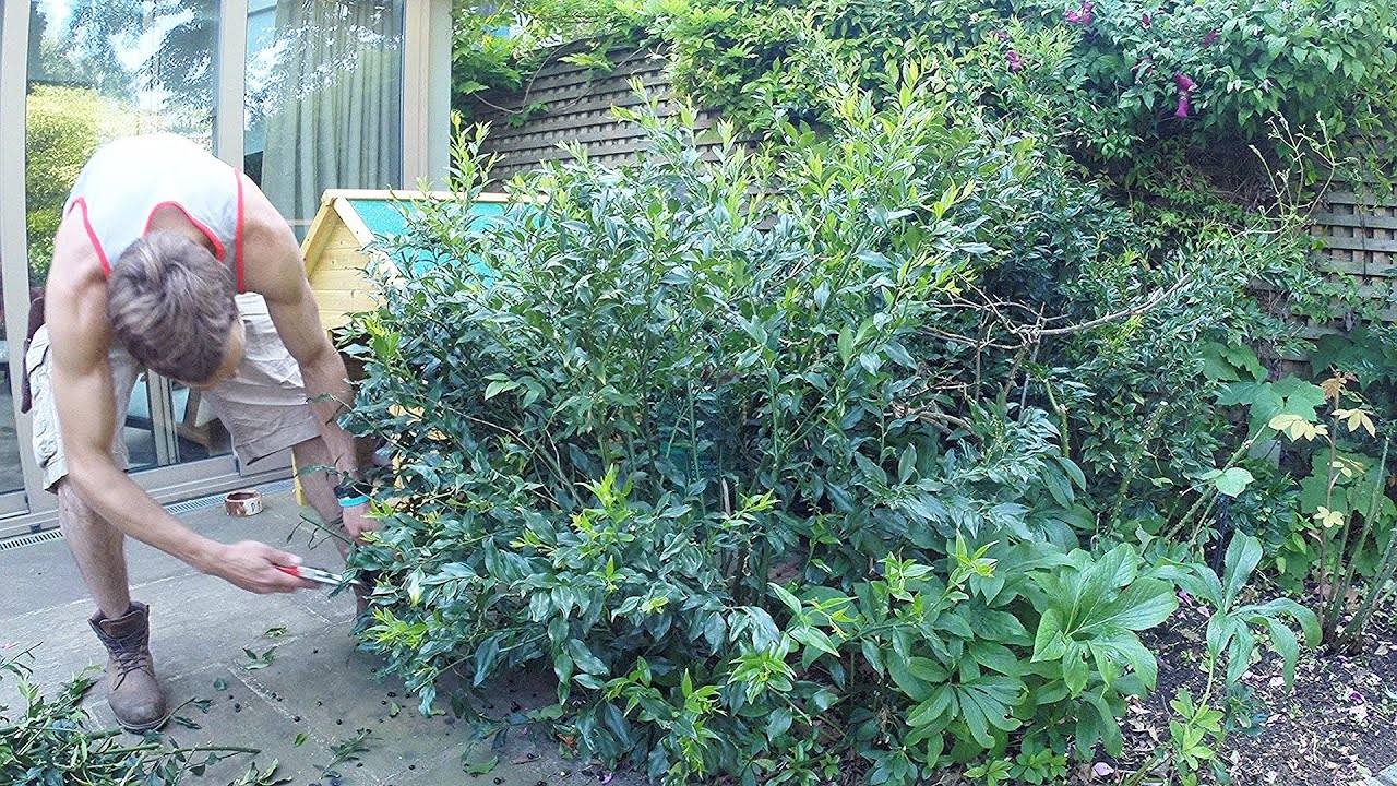 Shrub Pruning - Sarcoccoca Confusa (Christmas Box) - at the wrong time of yea