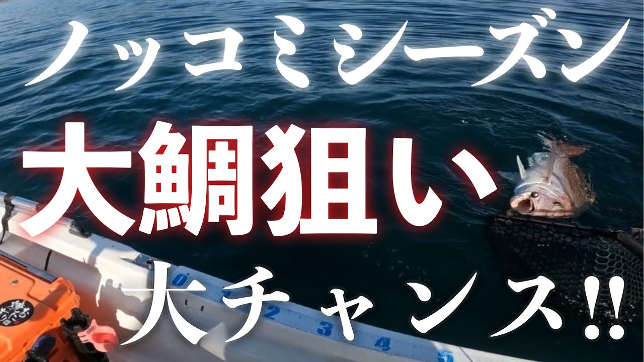 【瀬戸内】ノッコミシーズンは1番大鯛が狙える時期！！【エボシ340 辻堂加工】