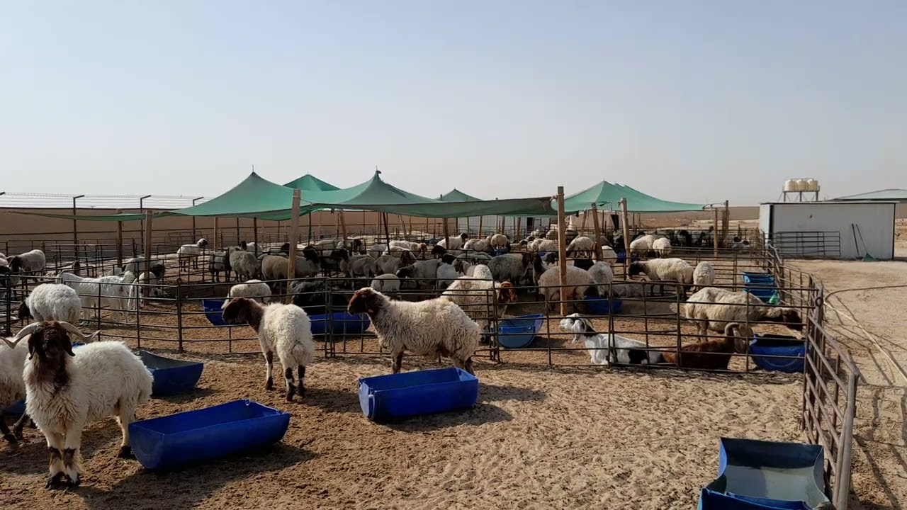 مواليد الصيف وكيفية المحافظة عليها