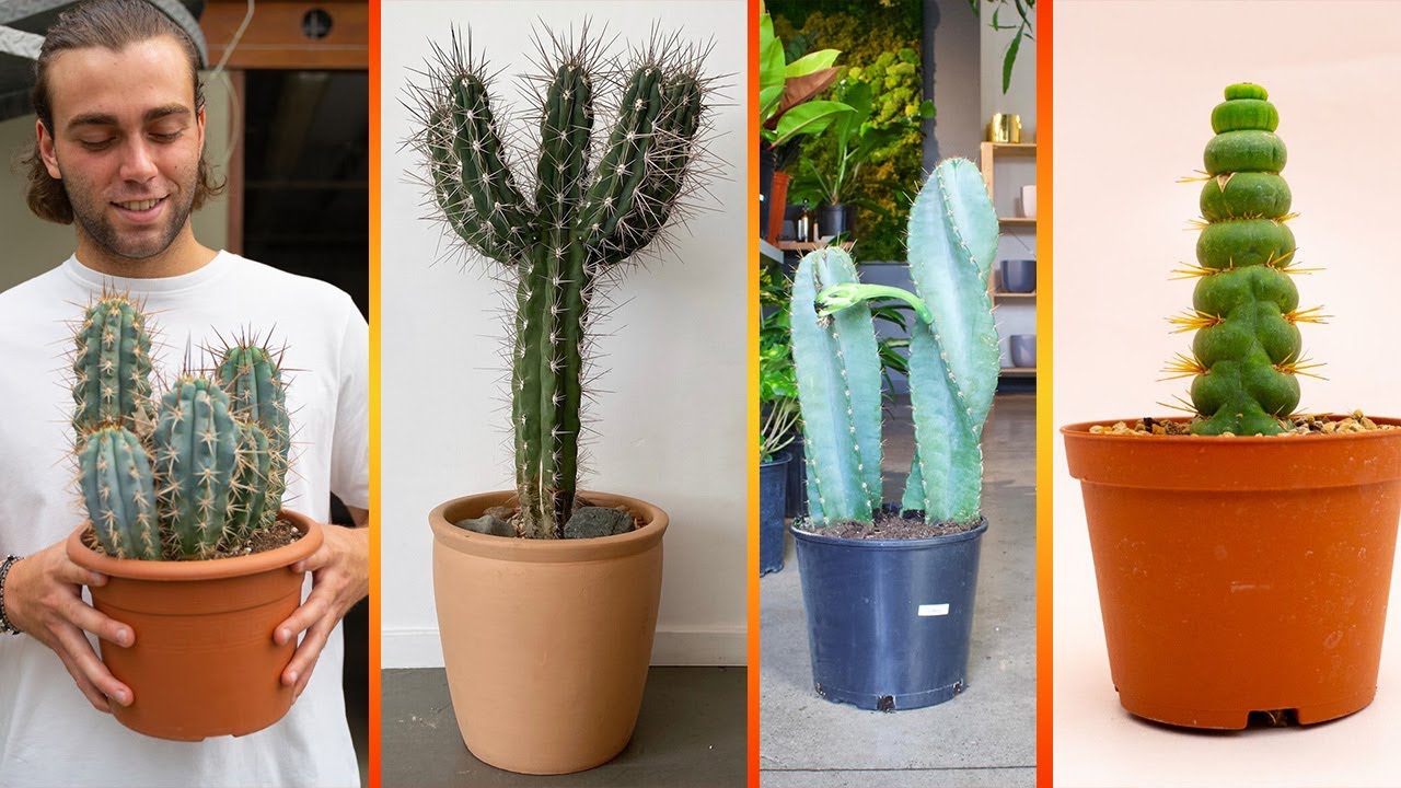 19 Tipos de Cactus Columnares Para Macetas !