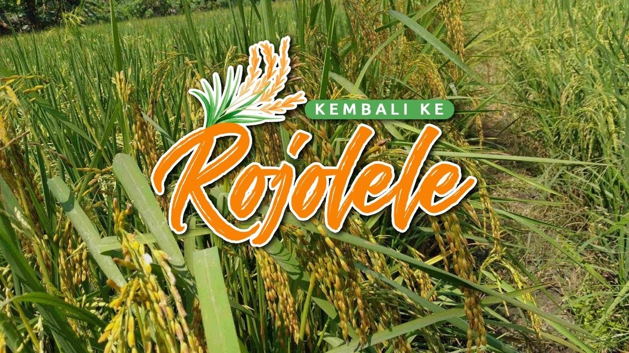 KEMBALINYA BERAS ROJOLELE DELANGGU
