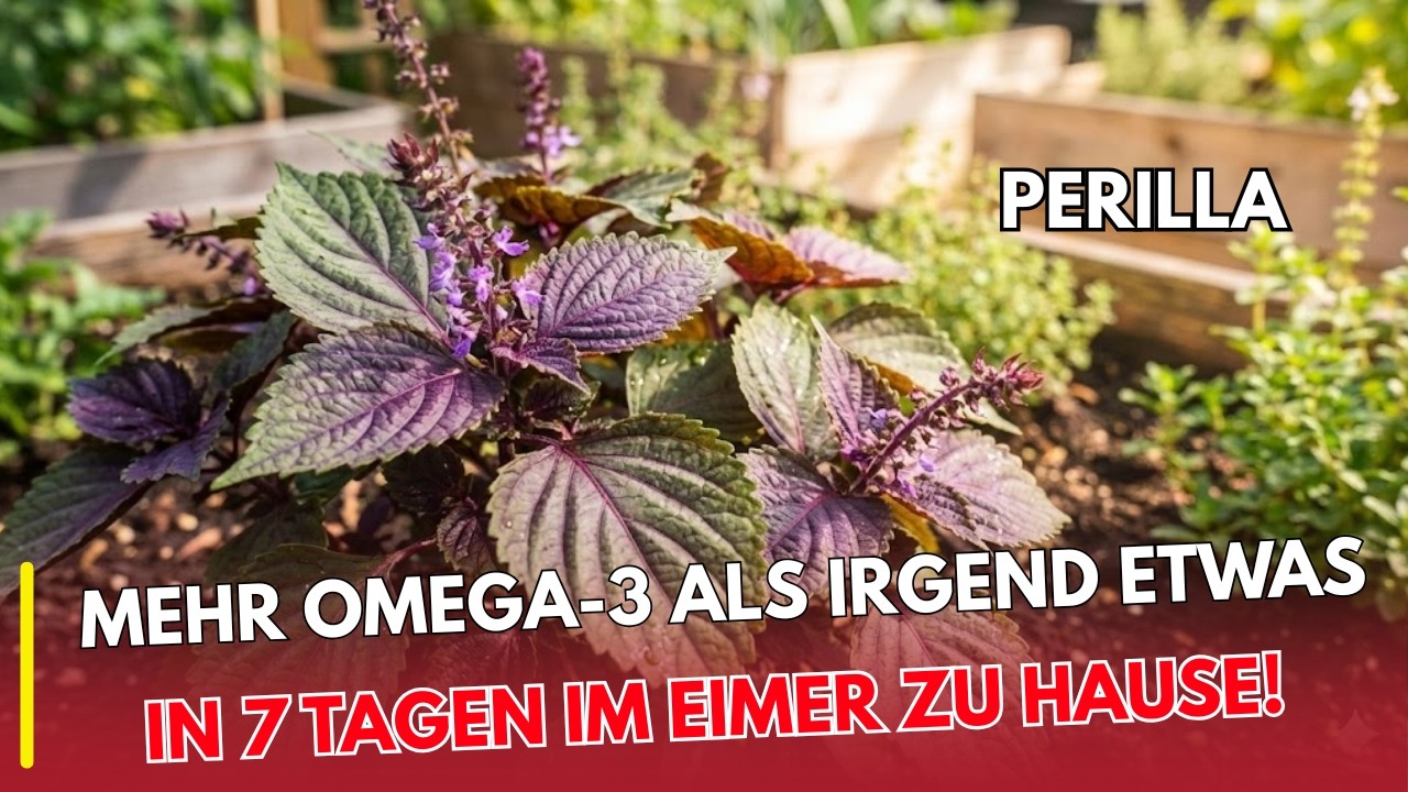Unendlich Omega-3 im Eimer anbauen – Ohne Erde, ohne Sonnenlicht | EHRLICH ESSEN