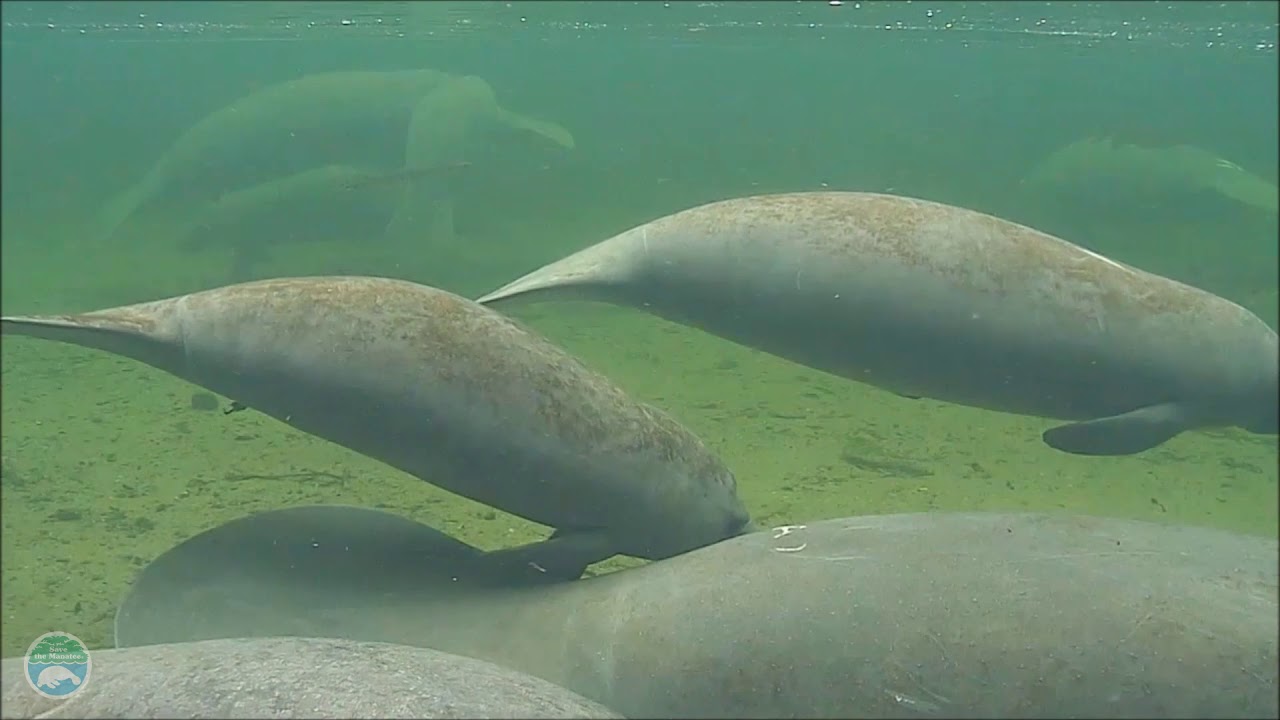 Underwater Webcam Highlights