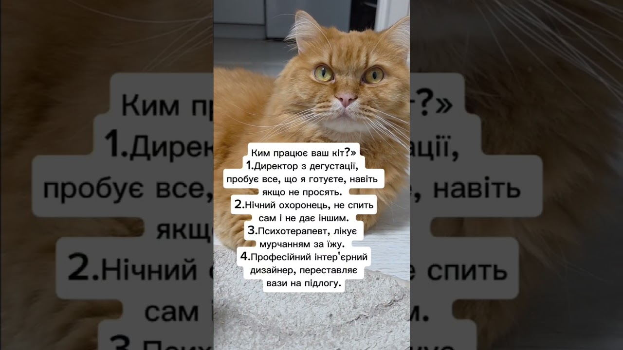 Напишіть в коментарях👇 #гуморукраїна #котиприколи #кітблогер #жартиукраїнською #мирукраїні