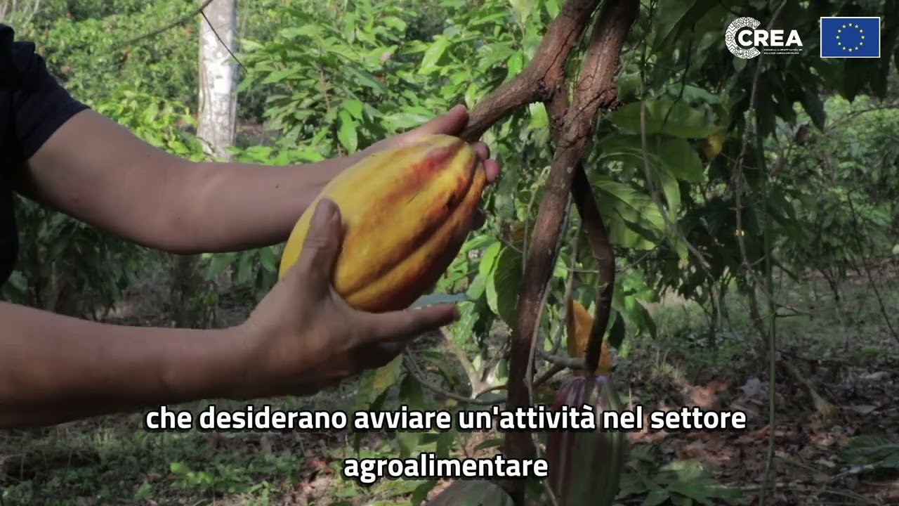 Laura Pincay, produttrice di cacao, Quinindé, Esmeraldas, Costa pacifica dell’Ecuador