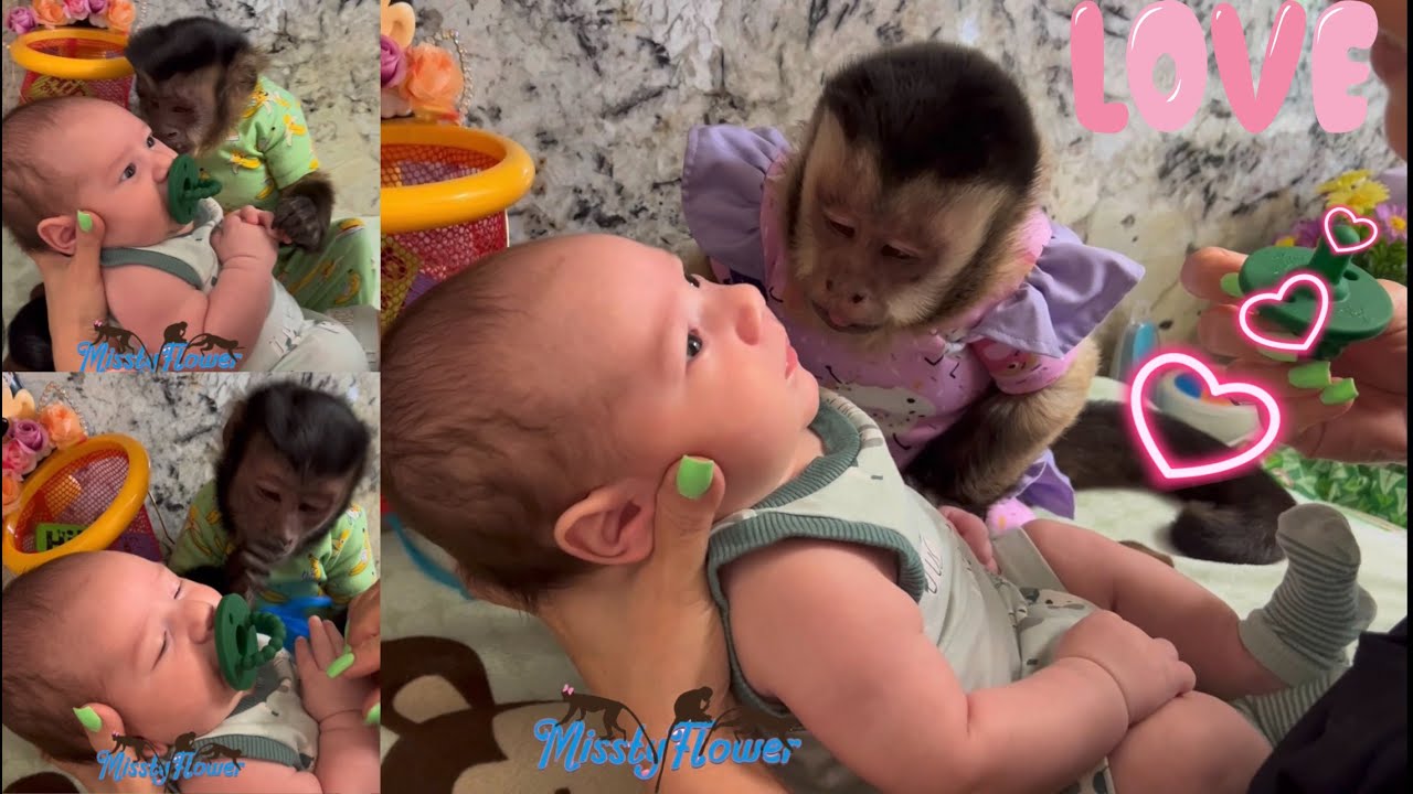 Monkeys interacting with human baby Easton! ❤️❤️❤️