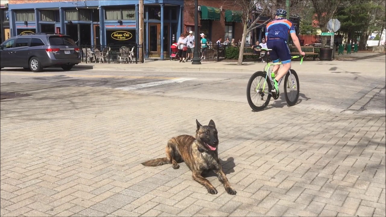 Dutch Shepherd Leo's board & train Cincinnati Dog Trainers Off Leash K9