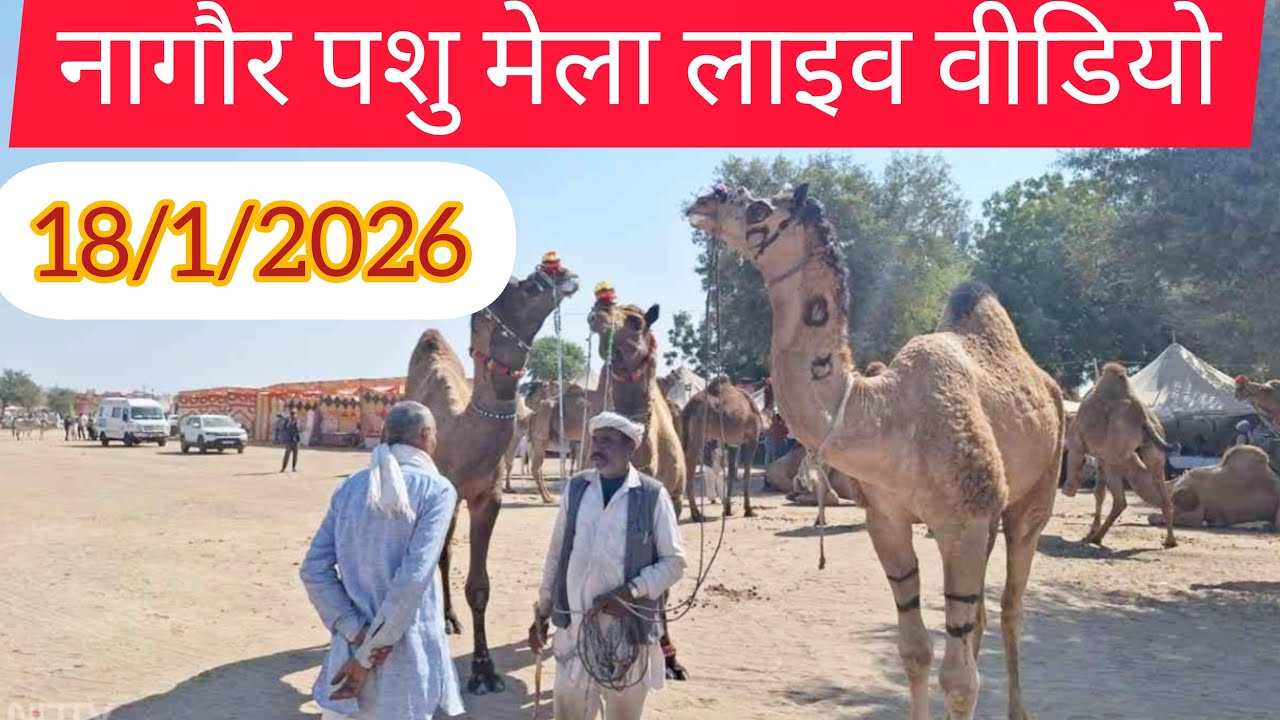 nagaur pashu mela || नागौर मेला 2026 || nagaur pashu mela 2026 || nagaur mela || nagaur mela 2026