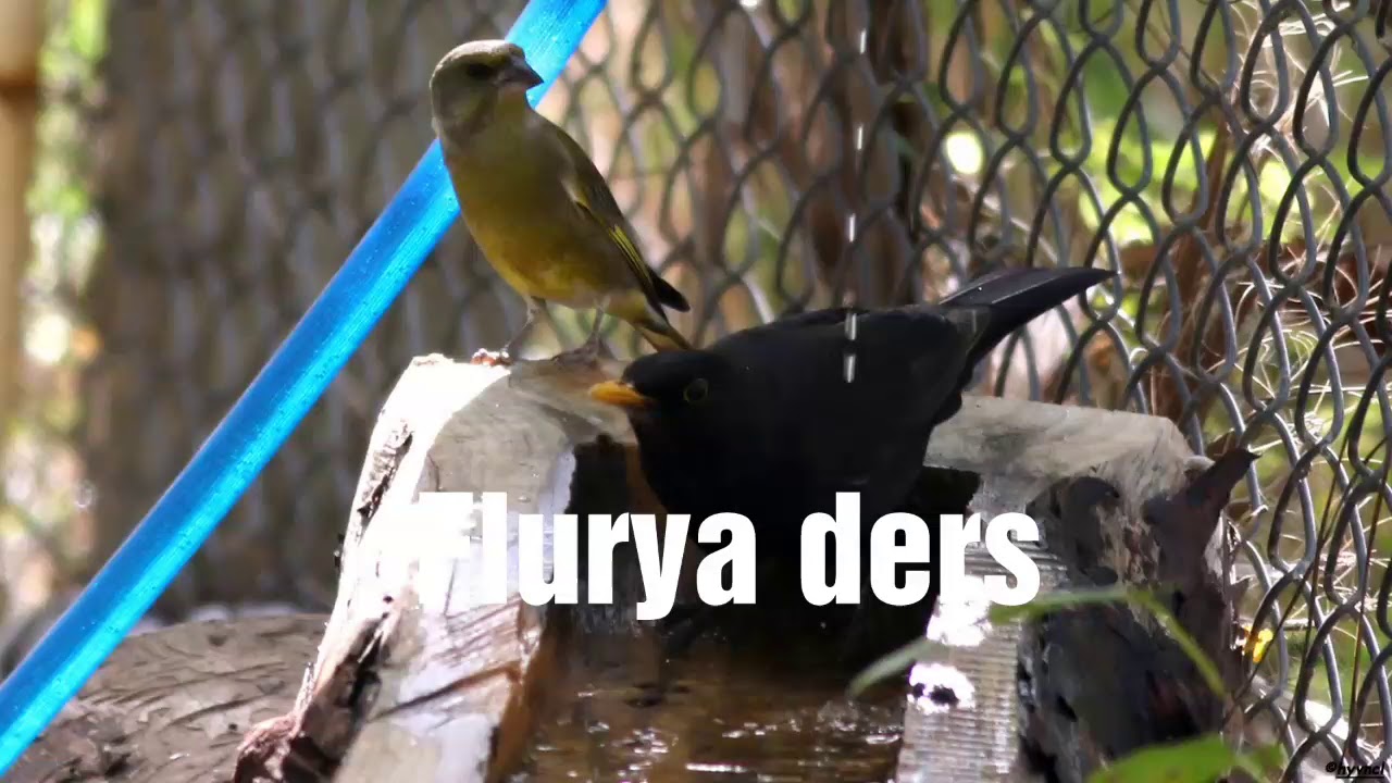 Florya ders 3