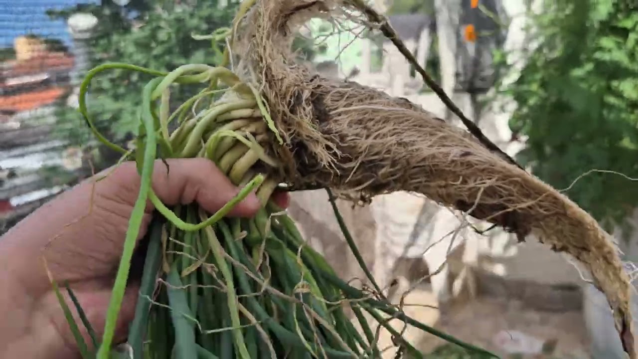 Atualização da #aquaponia: Poda de Plantas, Raízes com Minhocas - 05/02/2025