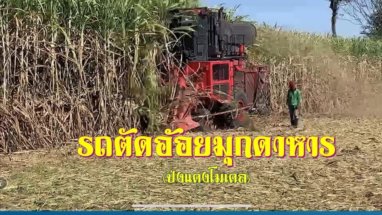 รถตัดอ้อยมุกดาหาร 20ธค65 ตัดแปลงเล็กอ้อยสวย
