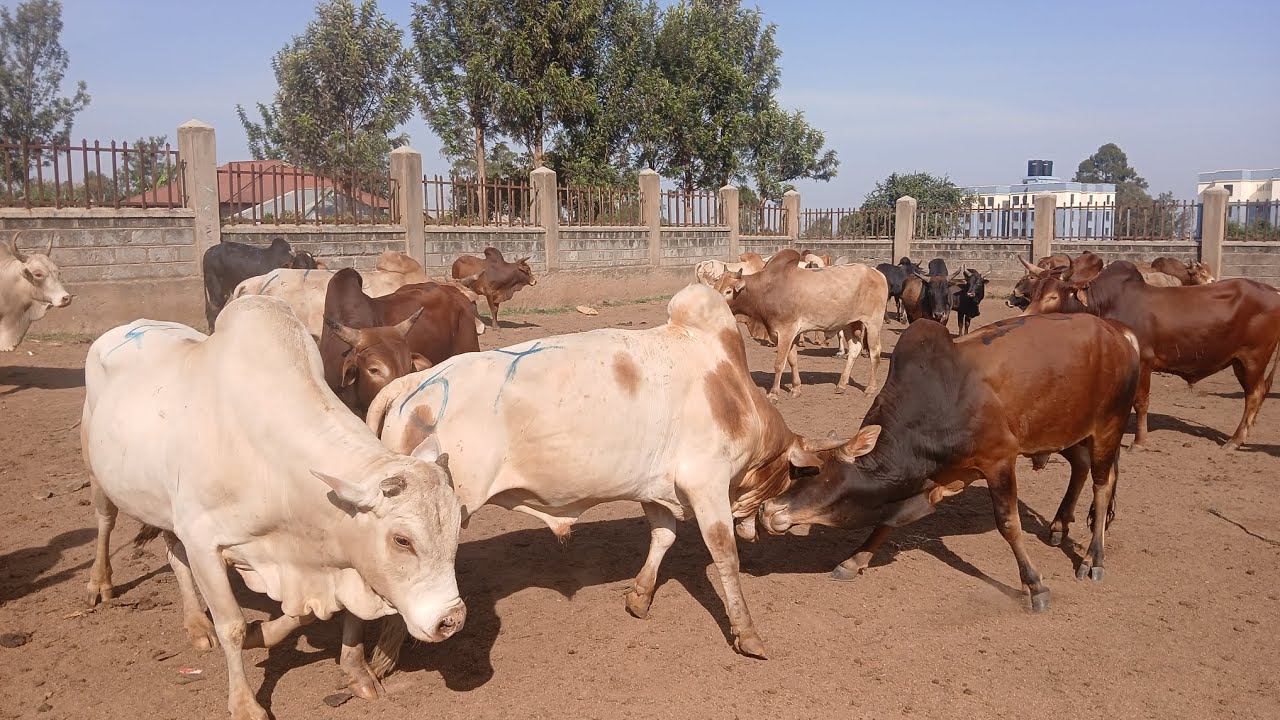 A BIG MARKET  IN KENYA  FOR  COWS AND GOATS