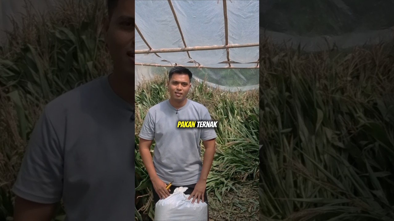 aplikasi silase untuk pakan ternak kombinasi dengan kosentrat. #silase #tebonjagung #pakanternak