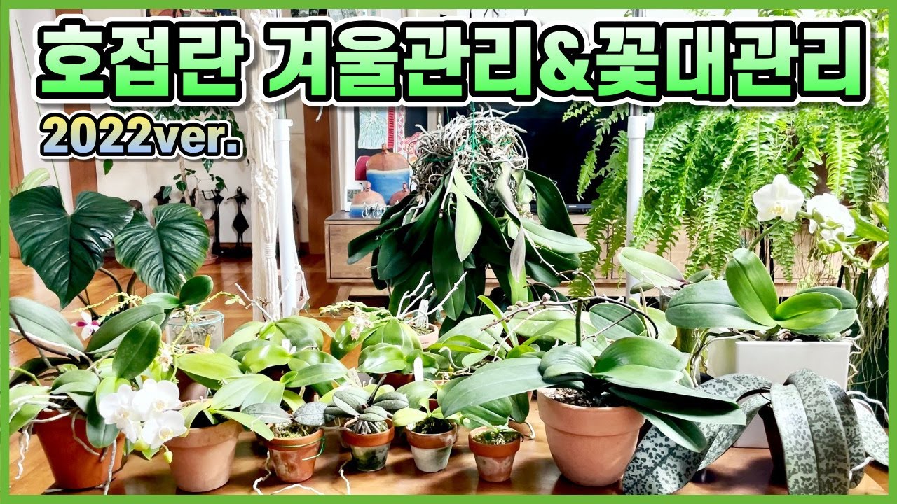 호접란 겨울관리&꽃대관리!! 호접란 살리기 최신근황!!
