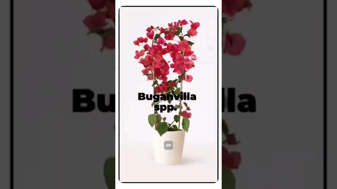 Buganvilia 