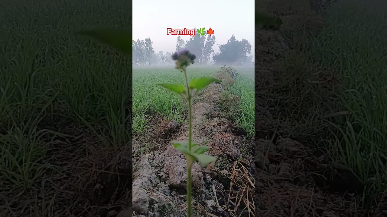 farming reels... 