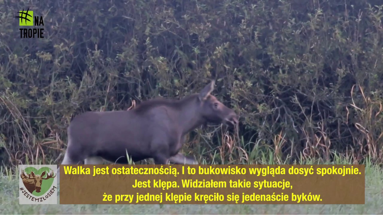 #POZNAJŁOSIA: Bukowisko