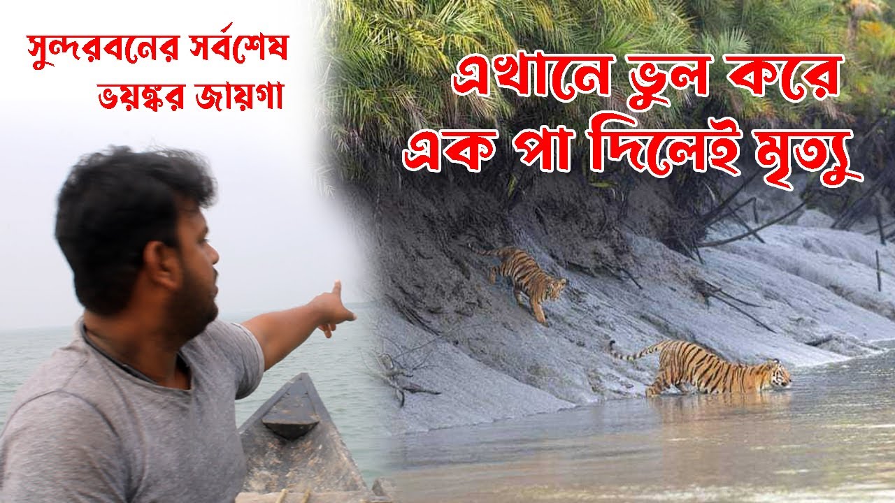 একটু অসতর্ক হলেই মৃত্যু | সুন্দরবনের গহীনে | A little carelessness can lead to death | Sundarbans