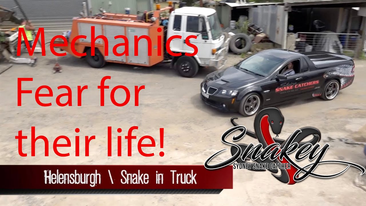 Sydney Snake Catcher ~ Snakey | Episode 6 | Deadly Snake in Truck at Helensburgh Sydney