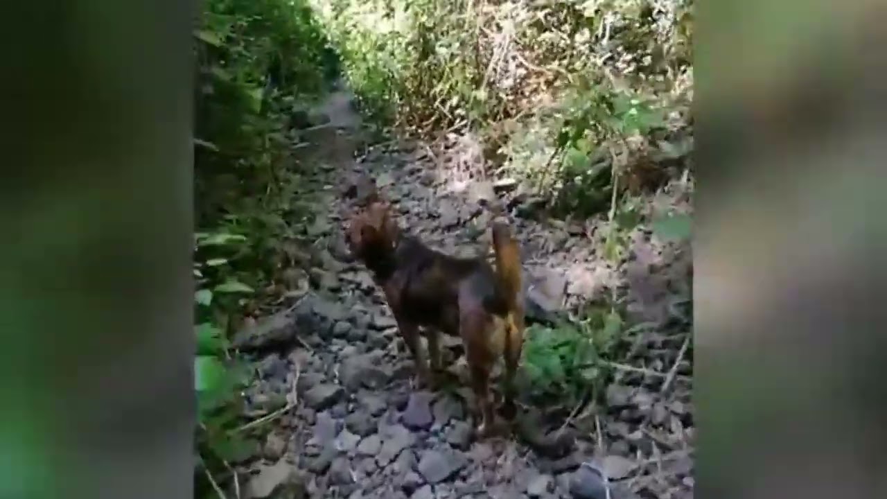 Barranco de Badajoz - Güímar - Still in Motion