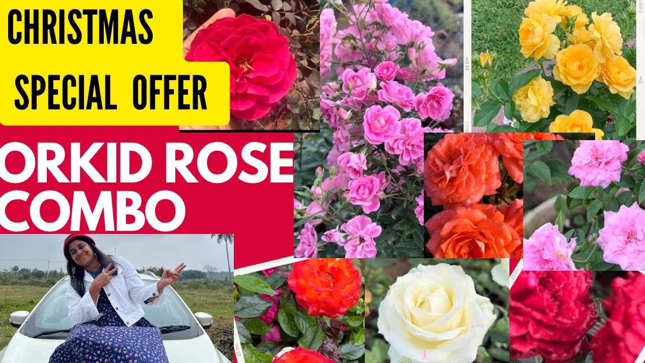Orkid Rose Combo  Christmas special offer sale