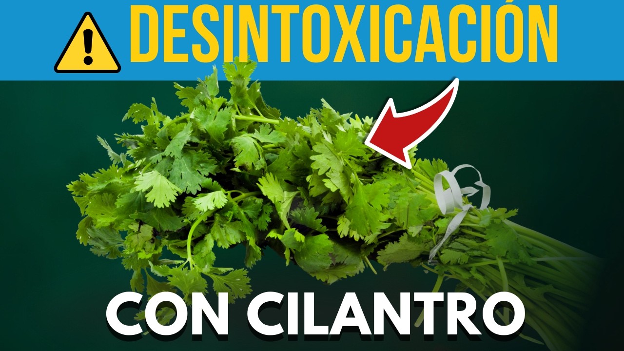 El PODER OCULTO del CILANTRO | ¡El DETOX natural que LIMPIA tu cuerpo de toxinas sin esfuerzo!