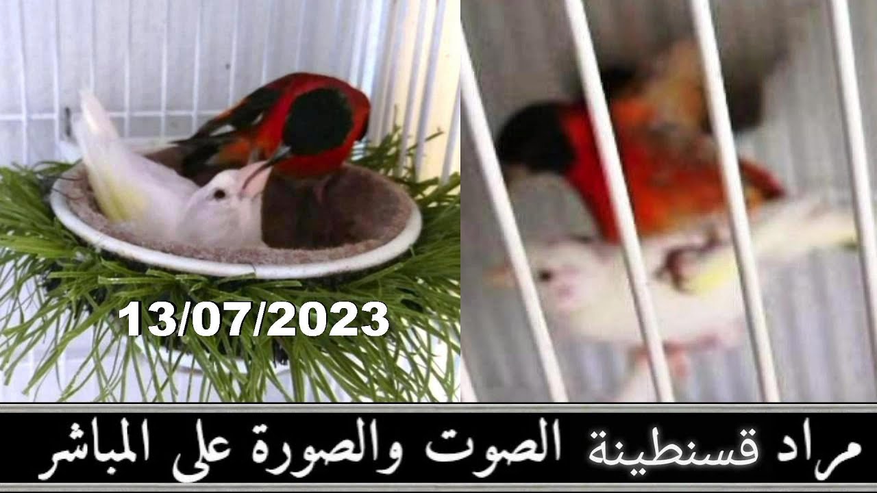 تزاوج ذكر طارا فنزويلا مع انثى كناري مراد المايسترو والفنان لا ينتهي عنده الإبداع شاهد واستمتع 2023